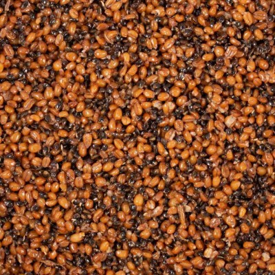 MINENKO Зерновая смесь Hemp & Wheat 1кг